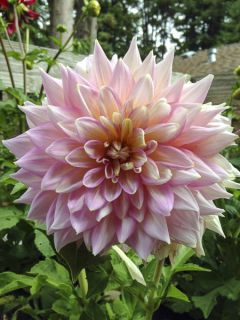 Dahlia géant décoratif 'Kid's Climax' Dahlia géant décoratif 'Kid's Climax'