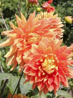 Dahlia Life Force Dahlia Life Force