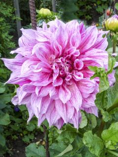 Dahlia géant décoratif 'Maki' Dahlia géant décoratif 'Maki'