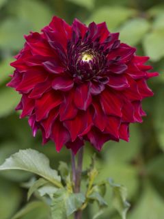 Dahlia Géant Mingus Alex Dahlia Géant Mingus Alex