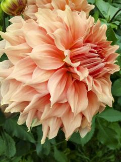 Dahlia géant Moonlight Sonata Dahlia géant Moonlight Sonata