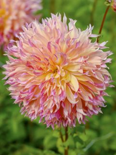 Dahlia Géant Myrtle's Folly Dahlia Géant Myrtle's Folly