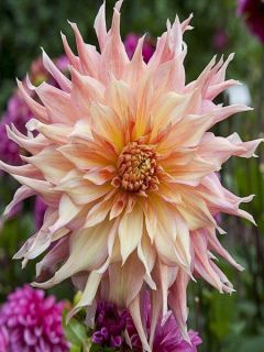 Dahlia géant Penhill Watermelon Dahlia géant Penhill Watermelon