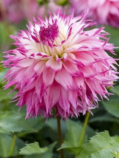 Dahlia Géant Pineland's Princess