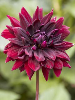 Dahlia décoratif 'Sam Hopkins'