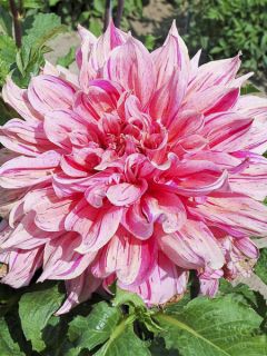 Dahlia géant Striped Emory Paul Dahlia géant Striped Emory Paul