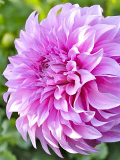 Dahlia géant Vassio Meggos - Dahlia décoratif géant lavande Dahlia géant Vassio Meggos - Dahlia décoratif géant lavande