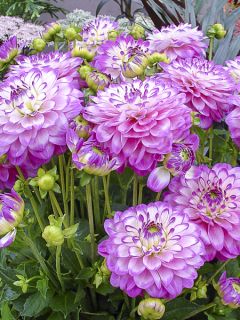 Dahlia nain double 'Melody Dixie'