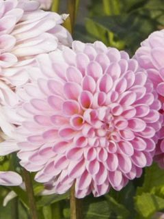 Dahlia Pink Jewel