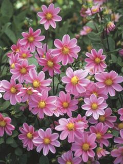 Dahlia nain Topmix Pink