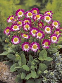 Dahlia nain simple 'Topmix Sweetheart'