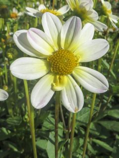 Dahlia nain Topmix White