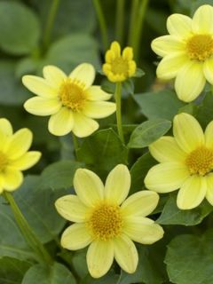 Dahlia nain Topmix Yellow