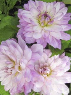 Dahlia décoratif  Luka Johanna