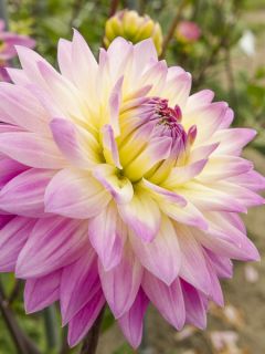 Dahlia décoratif 'Miss Delilah'