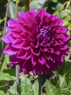 Dahlia Alva s Regalia