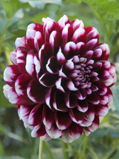 Dahlia décoratif Bal d'Edimbourg