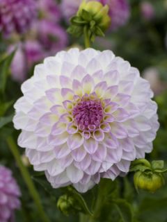 Dahlia Bistro