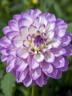 Dahlia Décoratif Blue Wish