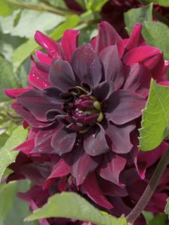 Dahlia Charles de Gaulle