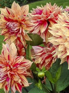 Dahlia Clown