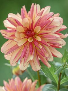 Dahlia décoratif 'Crazy Legs'