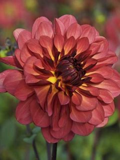 Dahlia décoratif Antibes