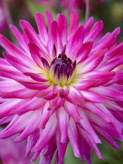 Dahlia Audace