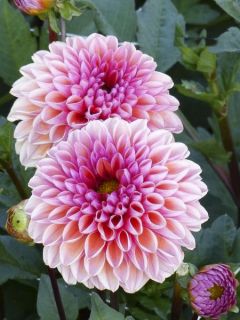 Dahlia sphériqu Daisy Duke