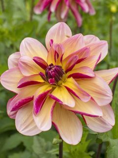 Dahlia décoratif 'Dark Butterfly'