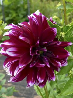 Dahlia Deuil du Roi Albert