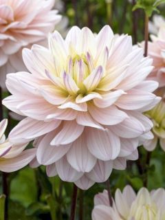 Dahlia Diana's Memory