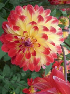 Dahlia Dynastie