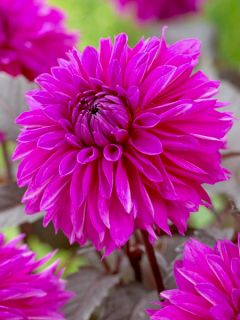 Dahlia Décoratif Evening Breeze