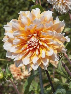 Dahlia Feria