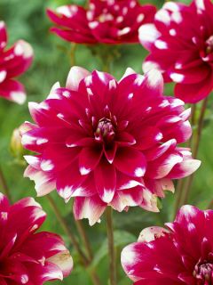 Dahlia Décoratif Fiorentina