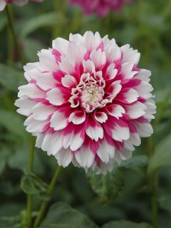 Dahlia décoratif Fuzzy Wuzzy Dahlia décoratif Fuzzy Wuzzy