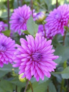 Dahlia Décoratif Gerbera