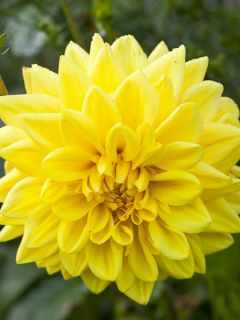 Dahlia Golden Emblem