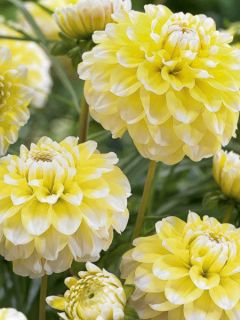 Dahlia Grammas Lemon Pie