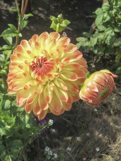 Dahlia Hillcrest Margaret
