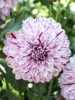 Dahlia décoratif Hulins Carnival