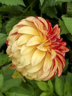 Dahlia Décoratif Irish Pinwheel