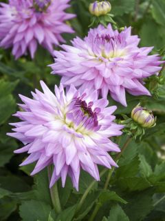 Dahlia Karma Amanda