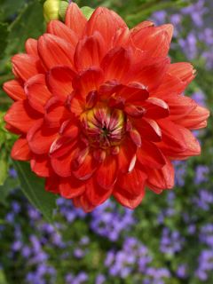 Dahlia Décoratif Karma Irene