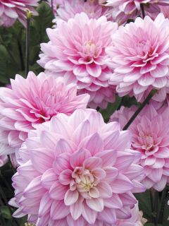 Dahlia Karma Prospero