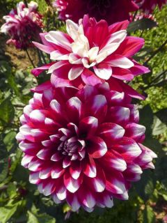 Dahlia décoratif 'Karma Yin Yang'