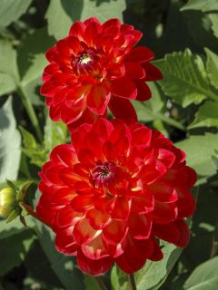 Dahlia Décoratif Lovelife