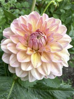 Dahlia Maya