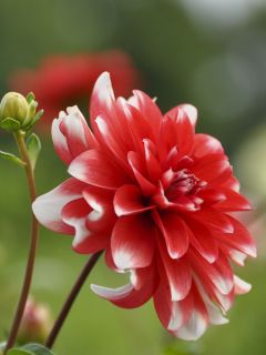 Dahlia Décoratif Nagano